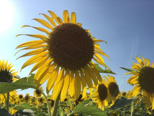 sunflower summer plant