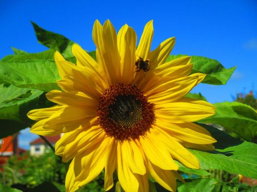 sunflower bright yellow