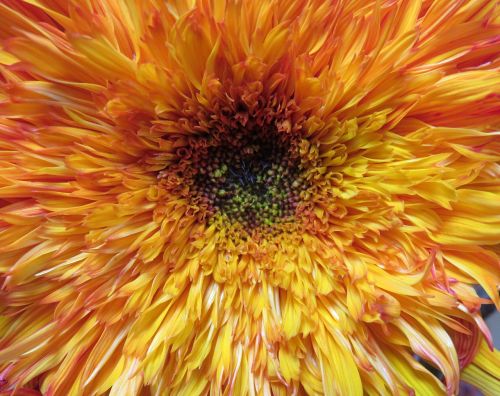 sunflower fancy double petal