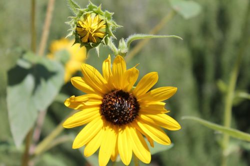 sunflower petal bloom