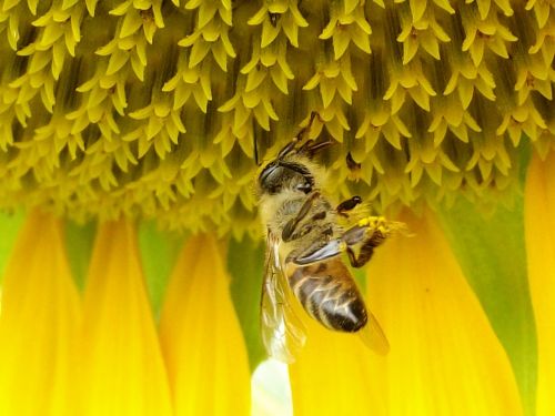 sunflower nature flowers