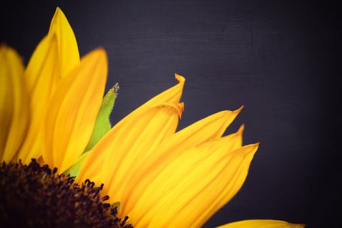 sunflower yellow petals