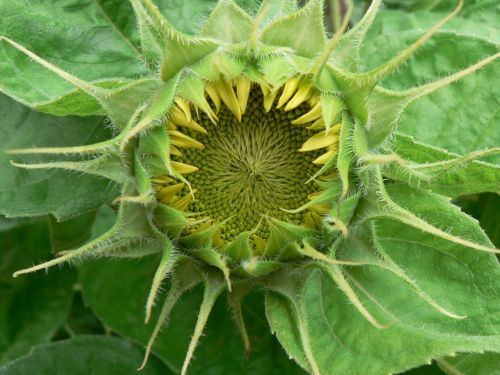 sunflower flower mandala
