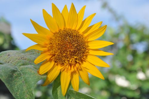 sunflower campaign