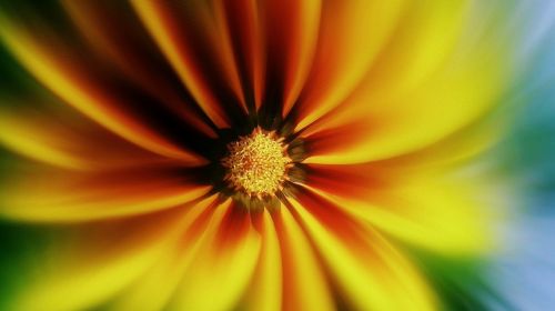 sunflower background flower