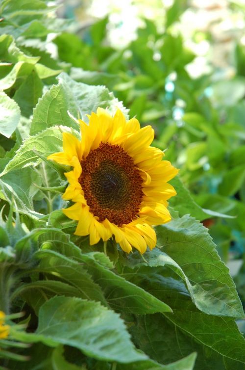 sunflower plant yellow