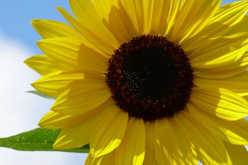 sunflower flower yellow