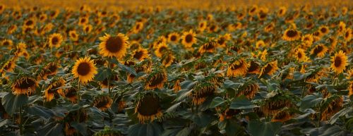 sunflowers meadow flowers