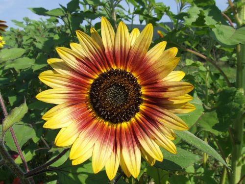 sunflower flower color