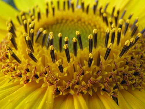 sunflower helianthus annuus blossom