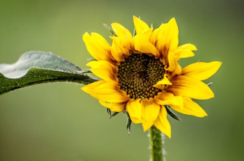 sunflower flower wildflower