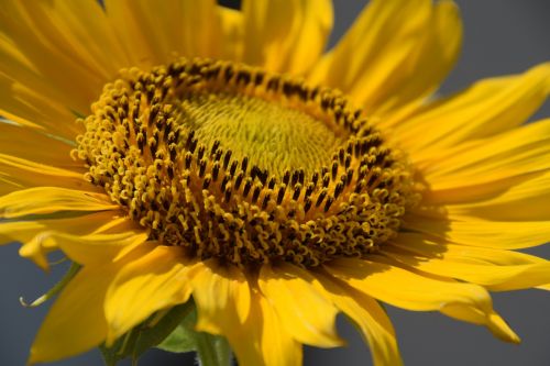 sunflower yellow nature