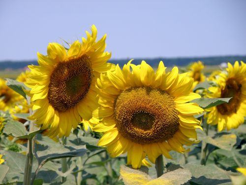 sunflower field rural