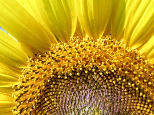 sunflower yellow agriculture