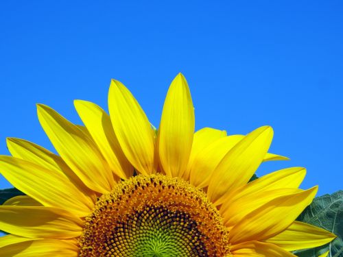 sunflower nature flower