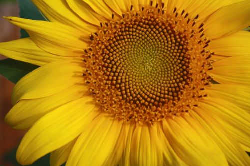 sunflower yellow spiral