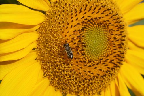 sunflower bee golden