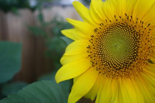 sunflower petals yellow