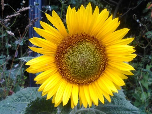 sunflower flower floral