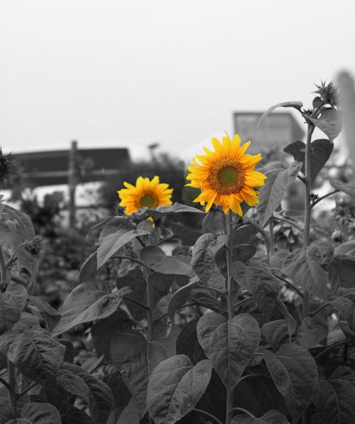 sunflower garden flowers