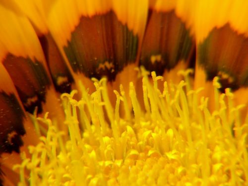 sunflower yellow flower macro