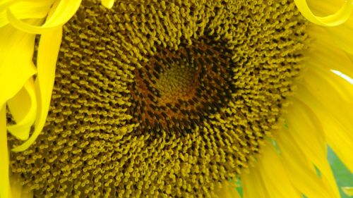 sunflower bloom yellow
