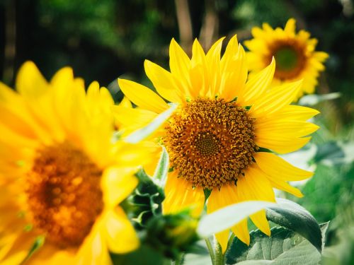 sunflower bloom yellow