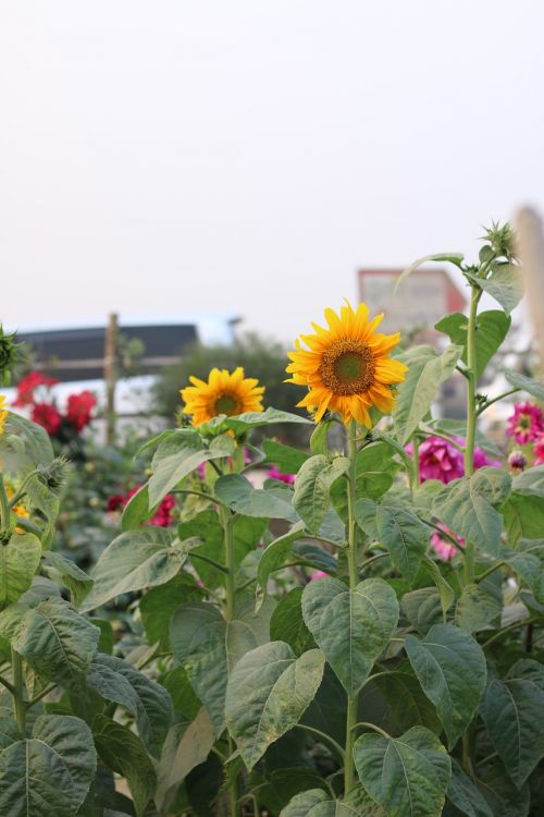 sunflower flower spring