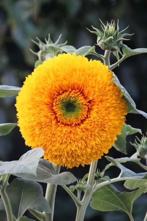 sunflower flower yellow