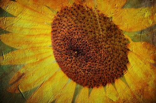 sunflower texture plant