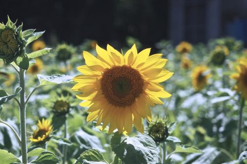sunflower japan hokkaido