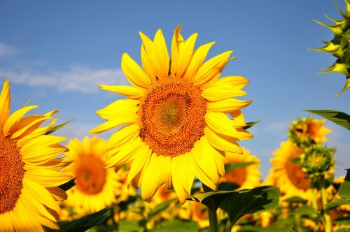 sunflower yellow flower summer