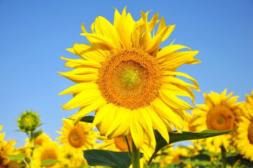 sunflower yellow flower summer