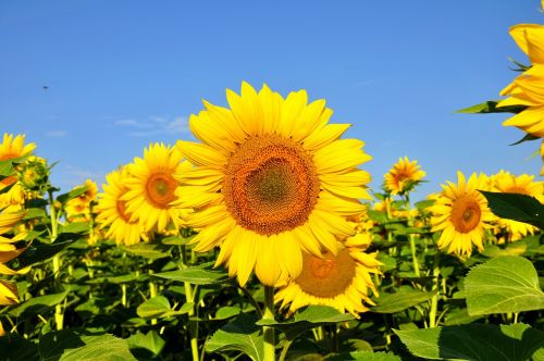 sunflower yellow flower summer