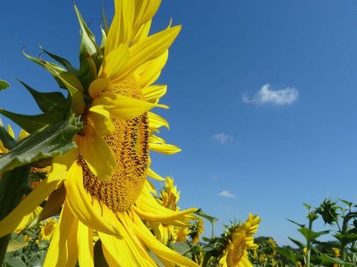 sunflower sky flower