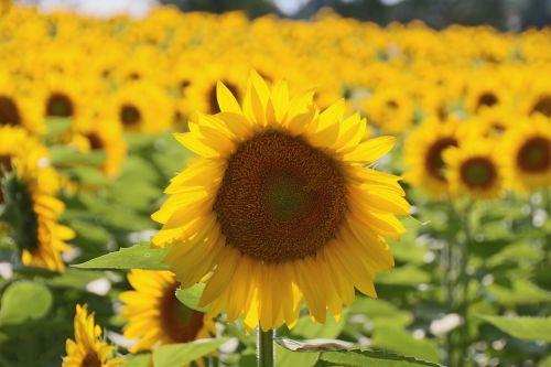 sunflower nature yellow flower