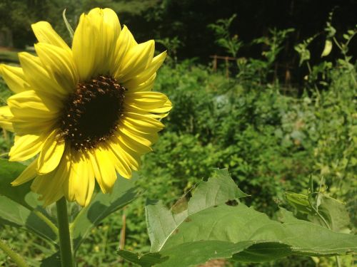 sunflower garden lifestyle