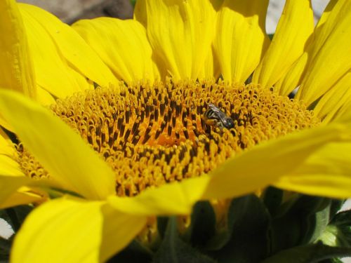 sunflower bee nature