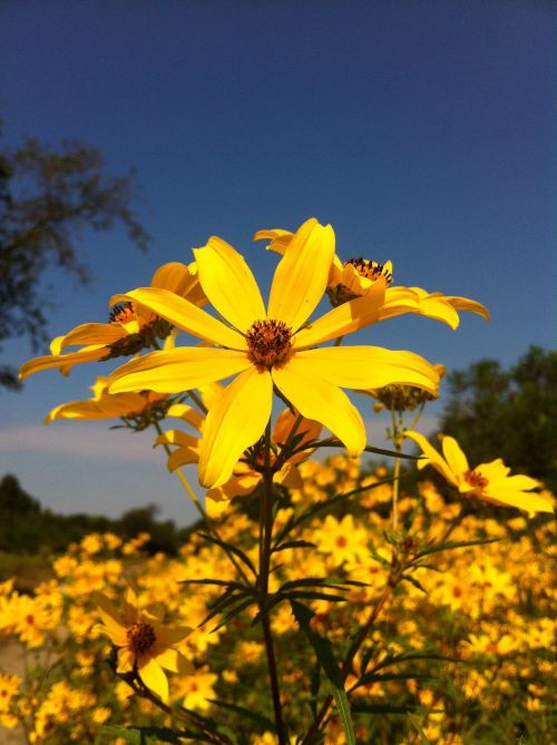 sunflower yellow flower flower