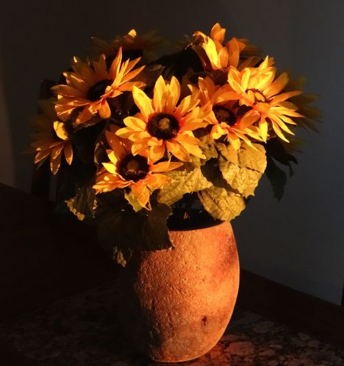 sunflower late summer season