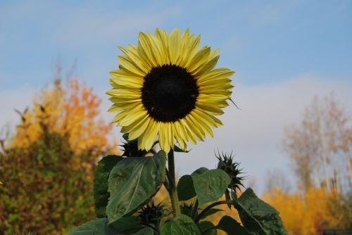 sunflower autumn plant