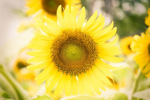 flowers nature sunflower