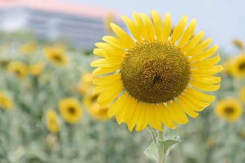 sunflower flowers nature