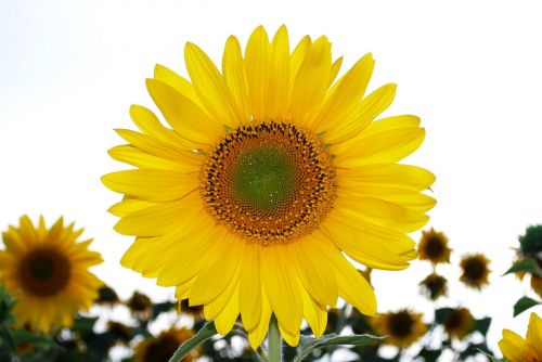 sunflower field yellow