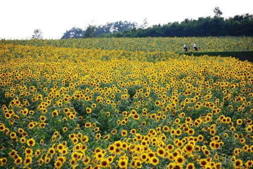 sunflower field yellow