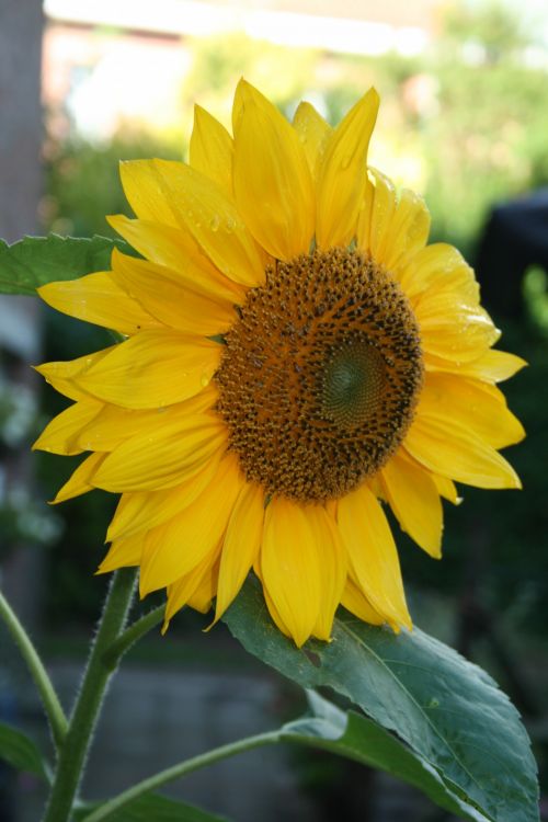 Sunflower