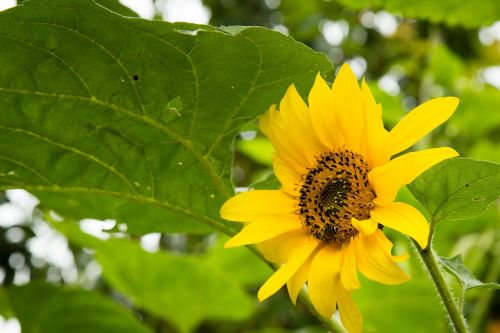 sunflower blooming sun