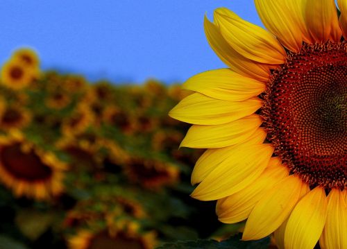 sunflower sun sunset