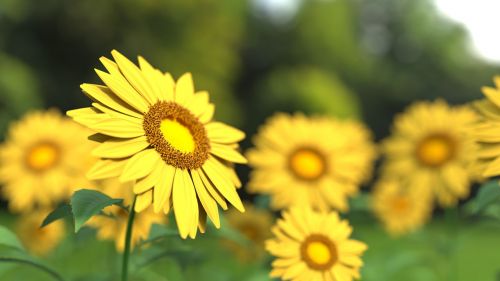 sunflower flower nature