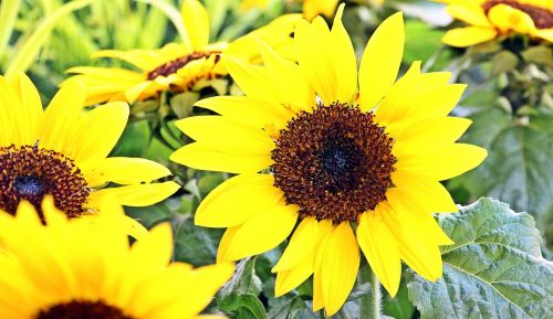 sunflower flowers summer